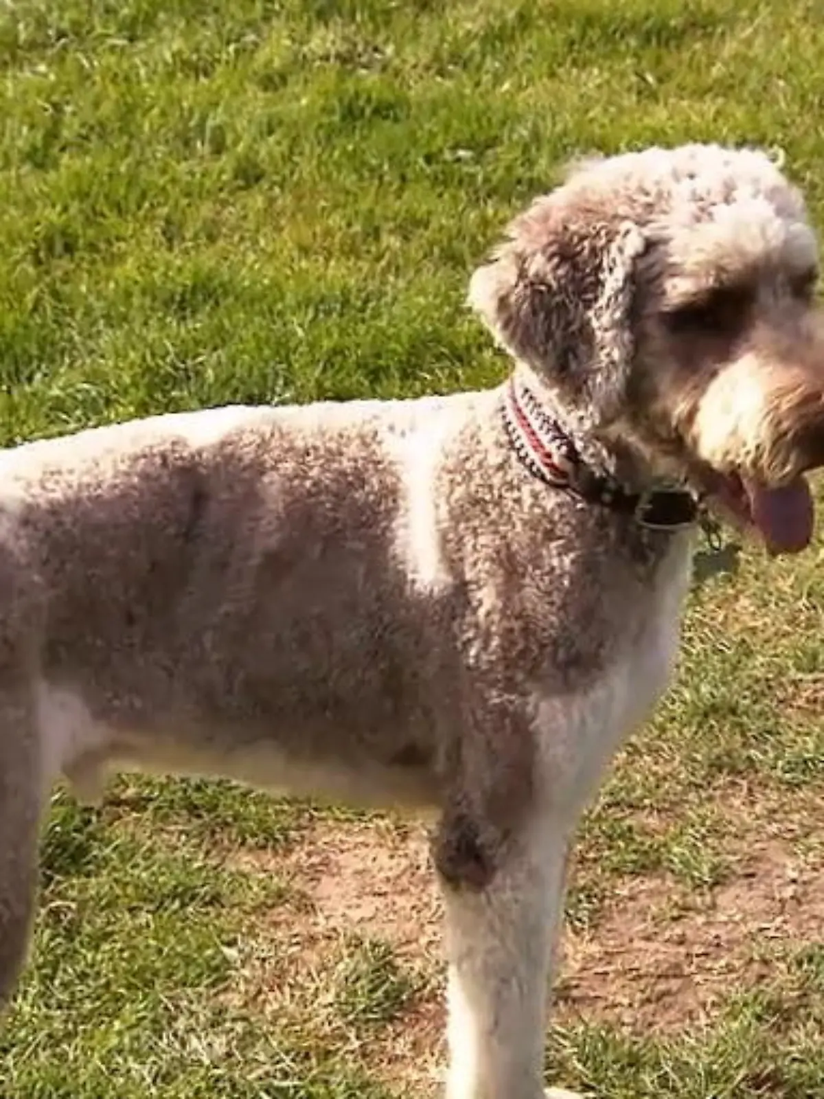 Bild zu: "Antons Besitzer haben fleißig mit ihm trainiert"