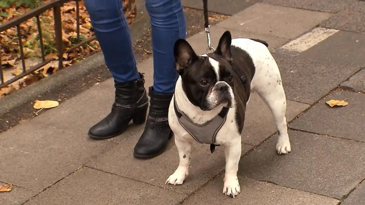 Er geht ohne bellen an den anderen Hunden vorbei Was ist mit Django passiert?