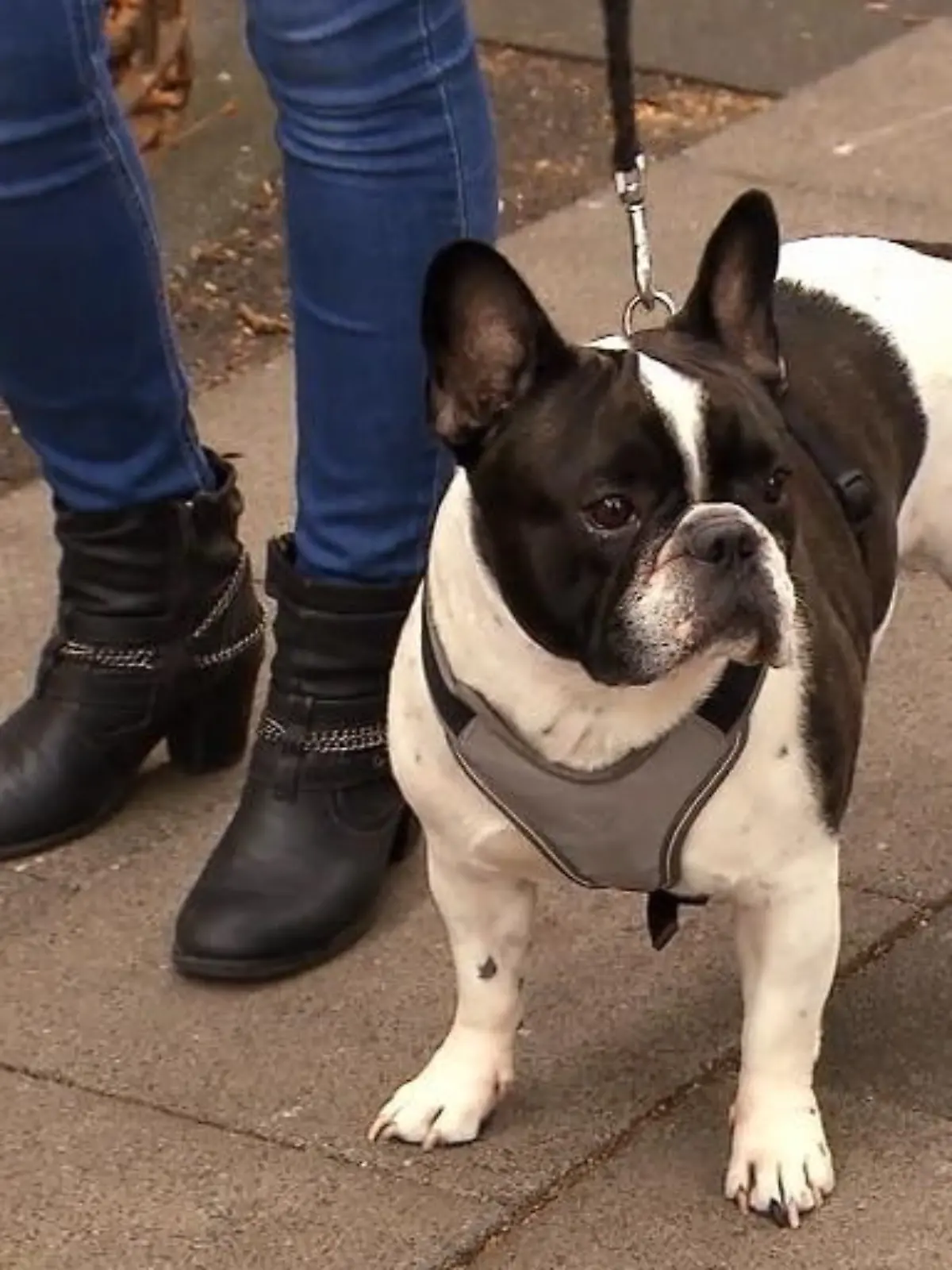 Bild zu: "Er geht ohne bellen an den anderen Hunden vorbei"