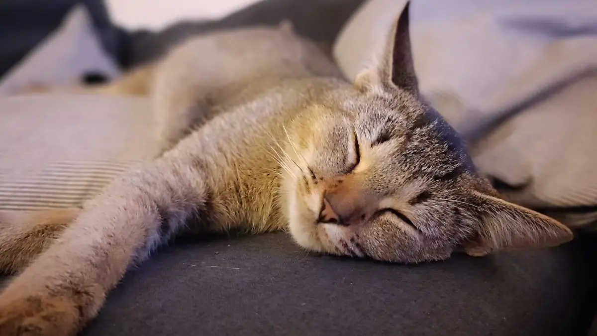 Der hellbraune Kater Liron liegt schlafend auf dem Sofa.