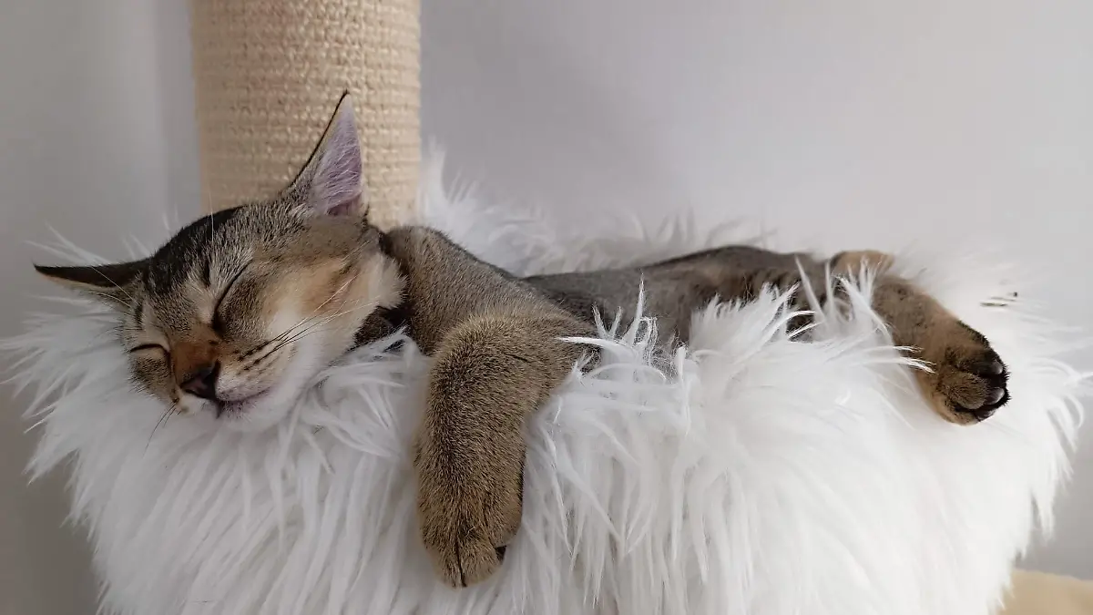 Kater Liron liegt gestreckt und schlafend auf seinem Kratzbaum