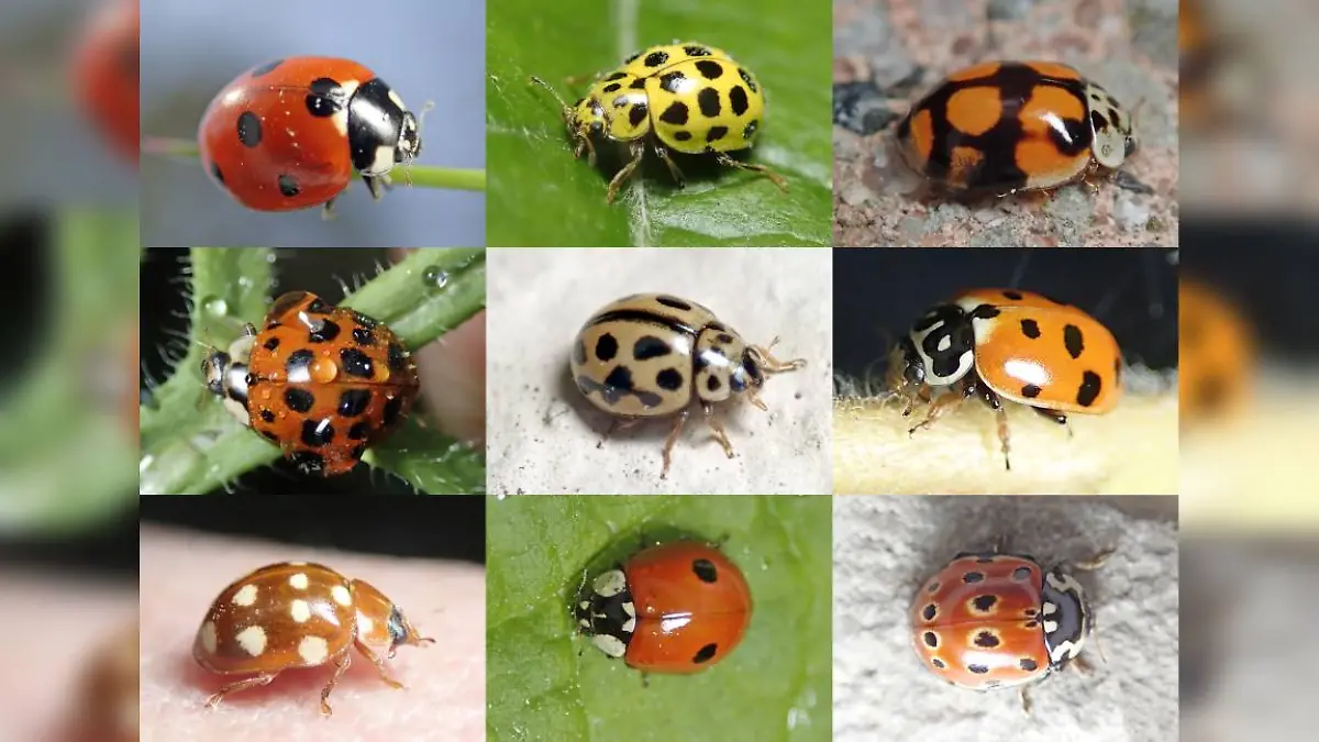 Verschiedene Marienkäfer Deutschland: Siebenpunkt-Marienkäfer, Zweiundzwanzigpunkt-Marienkäfer, der Zehnpunkt-Marienkäfer
Asiatische Marienkäfer, Sechzehnpunkt-Marienkäfer, Elfpunkt-Marienkäfer, Vierzehntropfige Marienkäfer, Zweipunkt-Marienkäfer und der Augenmarienkäfer