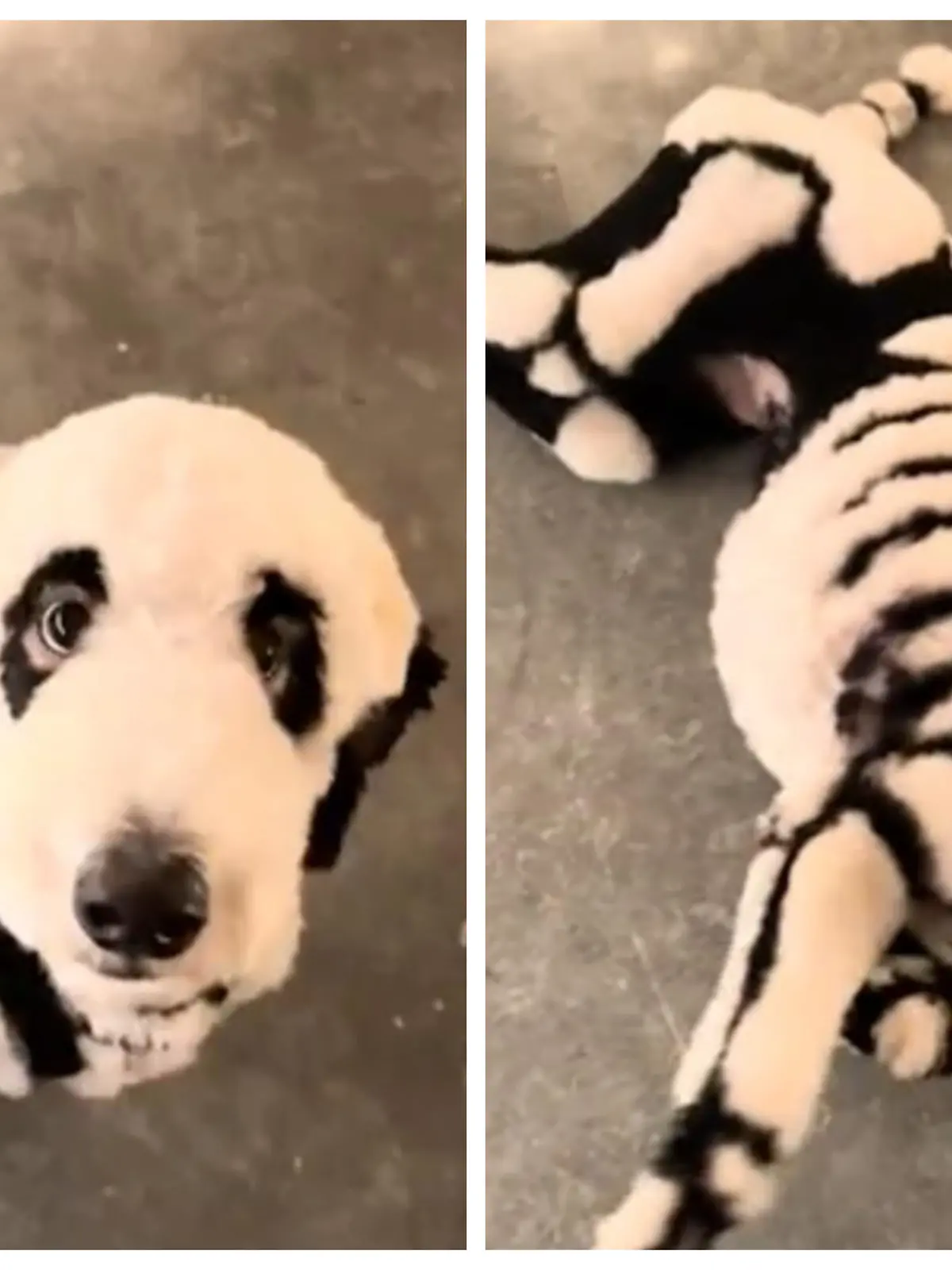 Hundefriseur Gabriel verpasst seinem Pudel einen schaurigen Halloween-Schnitt