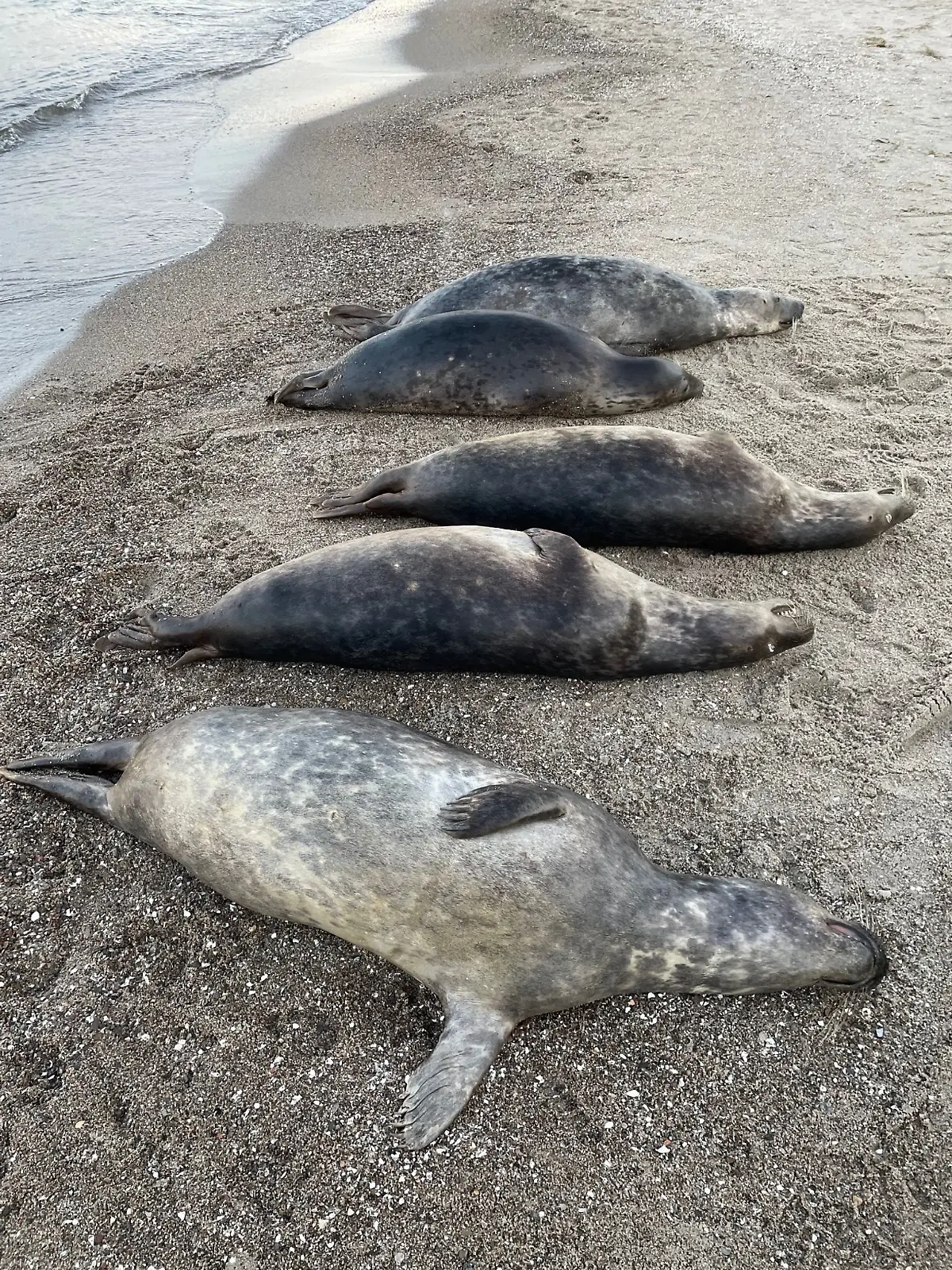 Bild zu: "26 tote Kegelrobben auf Rügen! Sind die Tiere etwa ertrunken?"