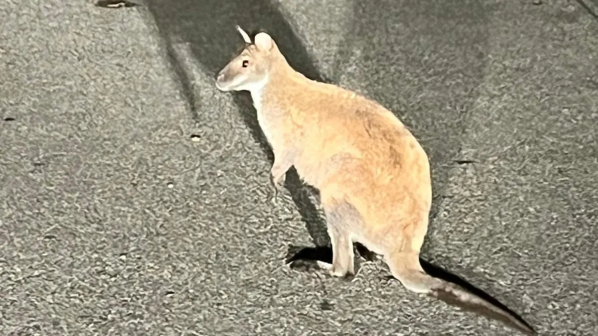 Känguru1.jpg