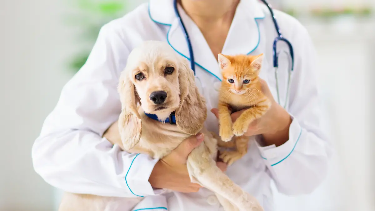 Hundewelpe und Katzenbaby auf dem Arm einer Tierärztin