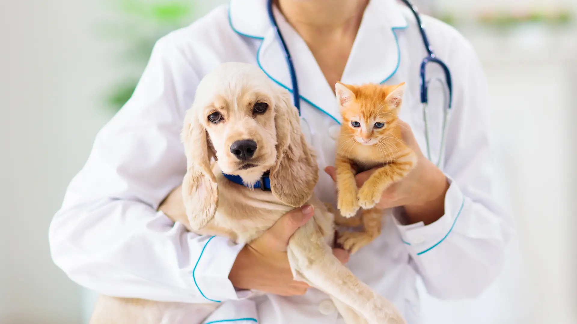 Hundewelpe und Katzenbaby auf dem Arm einer Tierärztin