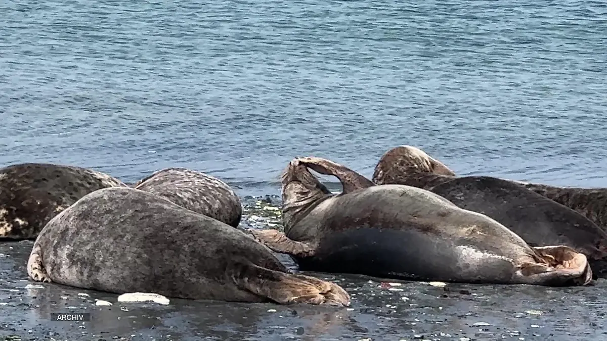 Sind diese Robben etwa ertrunken? Zahlreiche tote Tiere auf Rügen