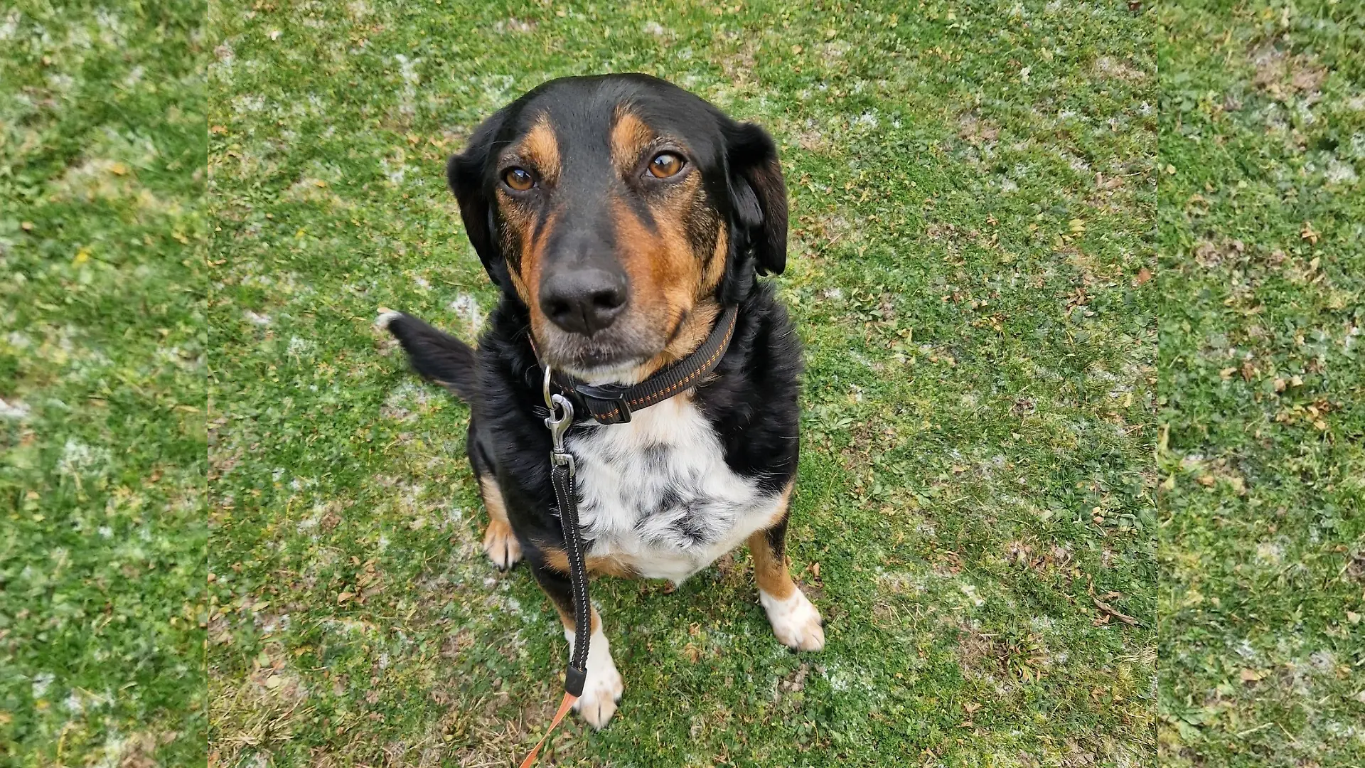 An dem schwarz-weißen Fellmuster auf der Brust ist Reshi gut zu erkennen. Markant ist auch die fehlende Ohrspitze, die der Hund in seiner traumatischen Vergangenheit verloren hat.