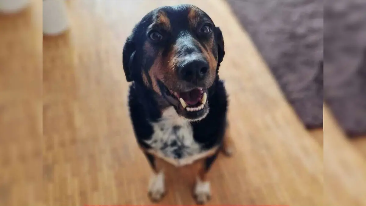 Bei Pflegemama Natali blüht der Hund langsam auf und freut sich auf jeden Spaziergang.