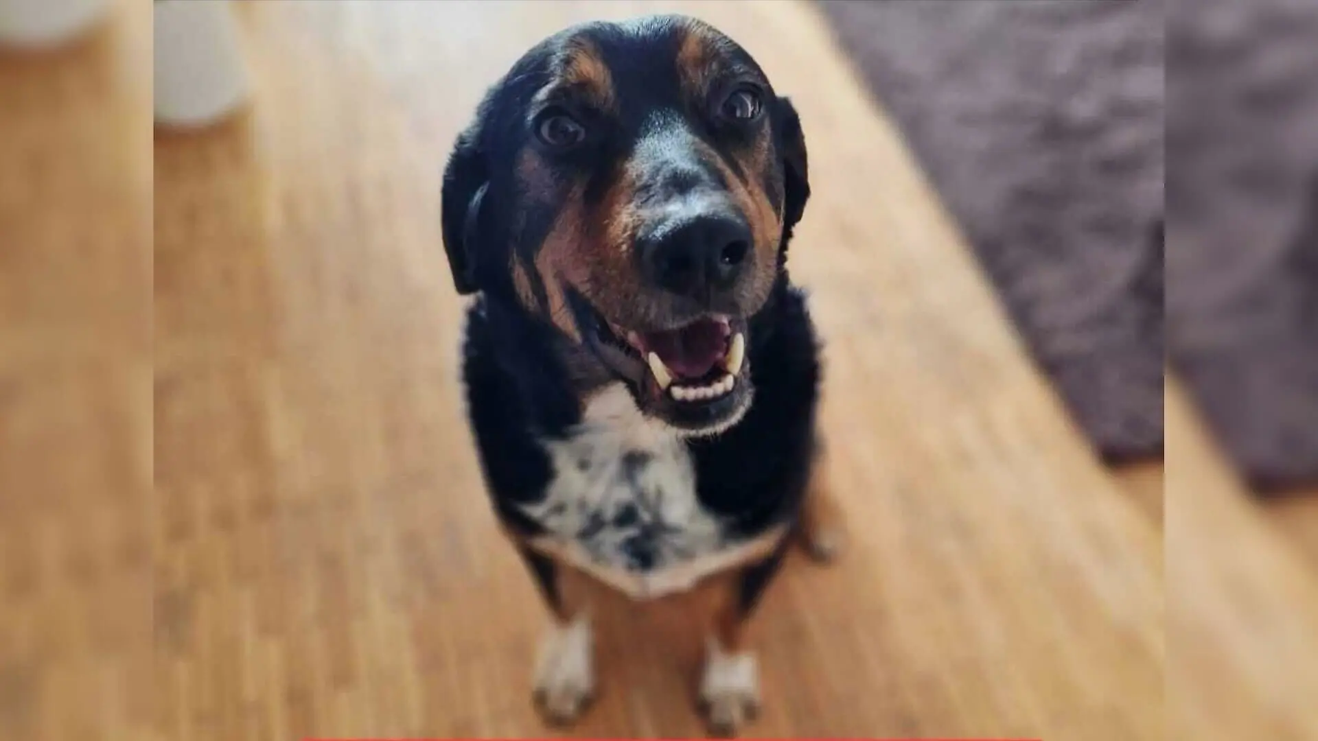 Bei Pflegemama Natali blüht der Hund langsam auf und freut sich auf jeden Spaziergang.