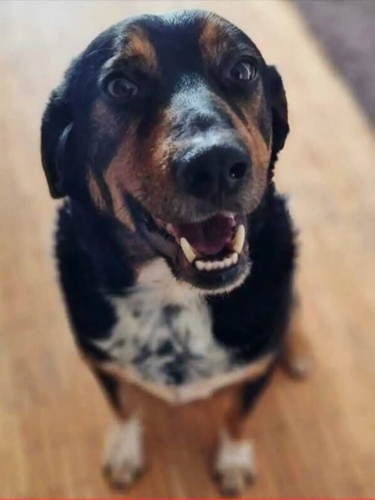 Bei Pflegemama Natali blüht der Hund langsam auf und freut sich auf jeden Spaziergang.