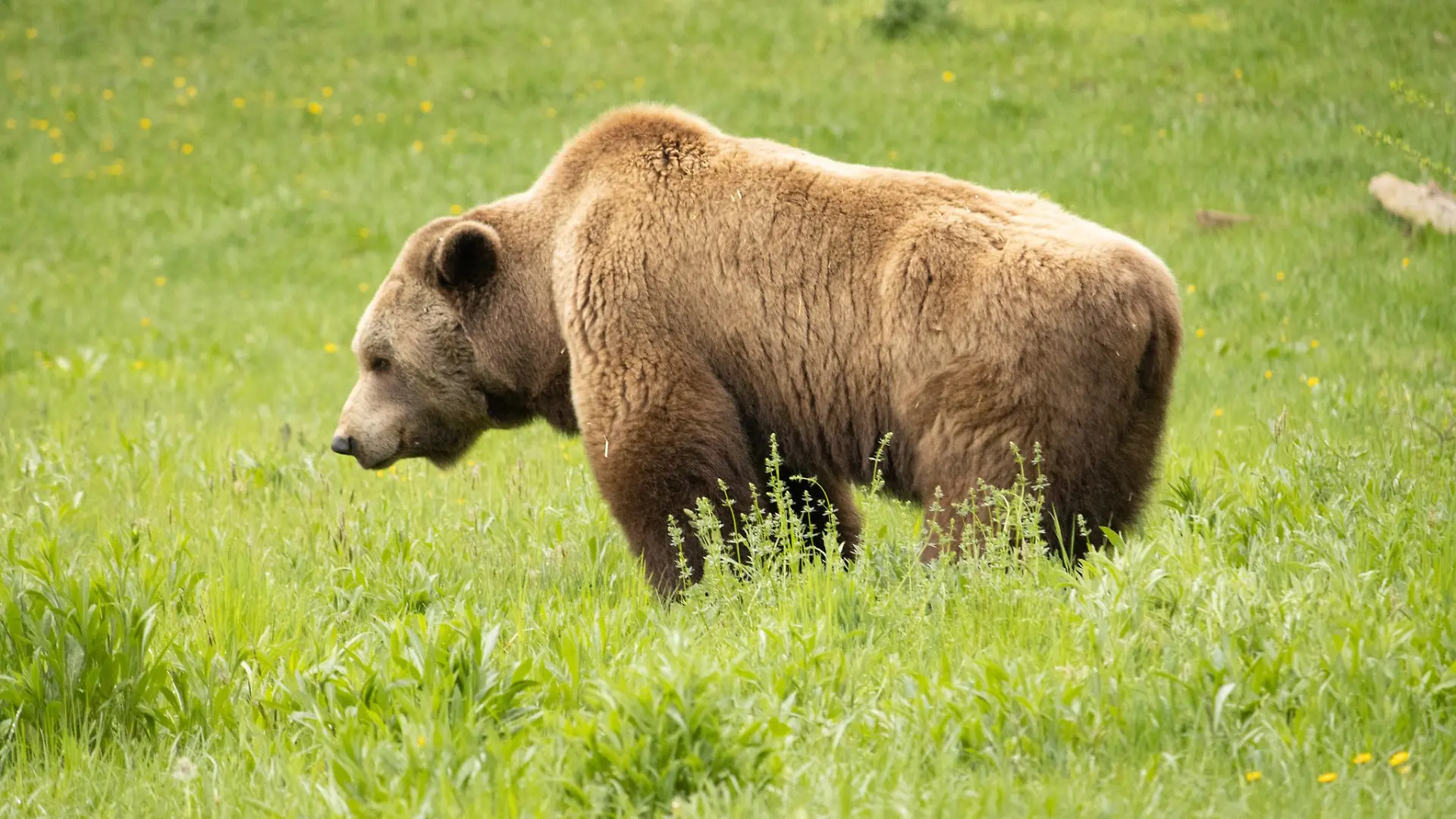 Streift ein Bär durchs Allgäu? (Archivbild/Illustration)