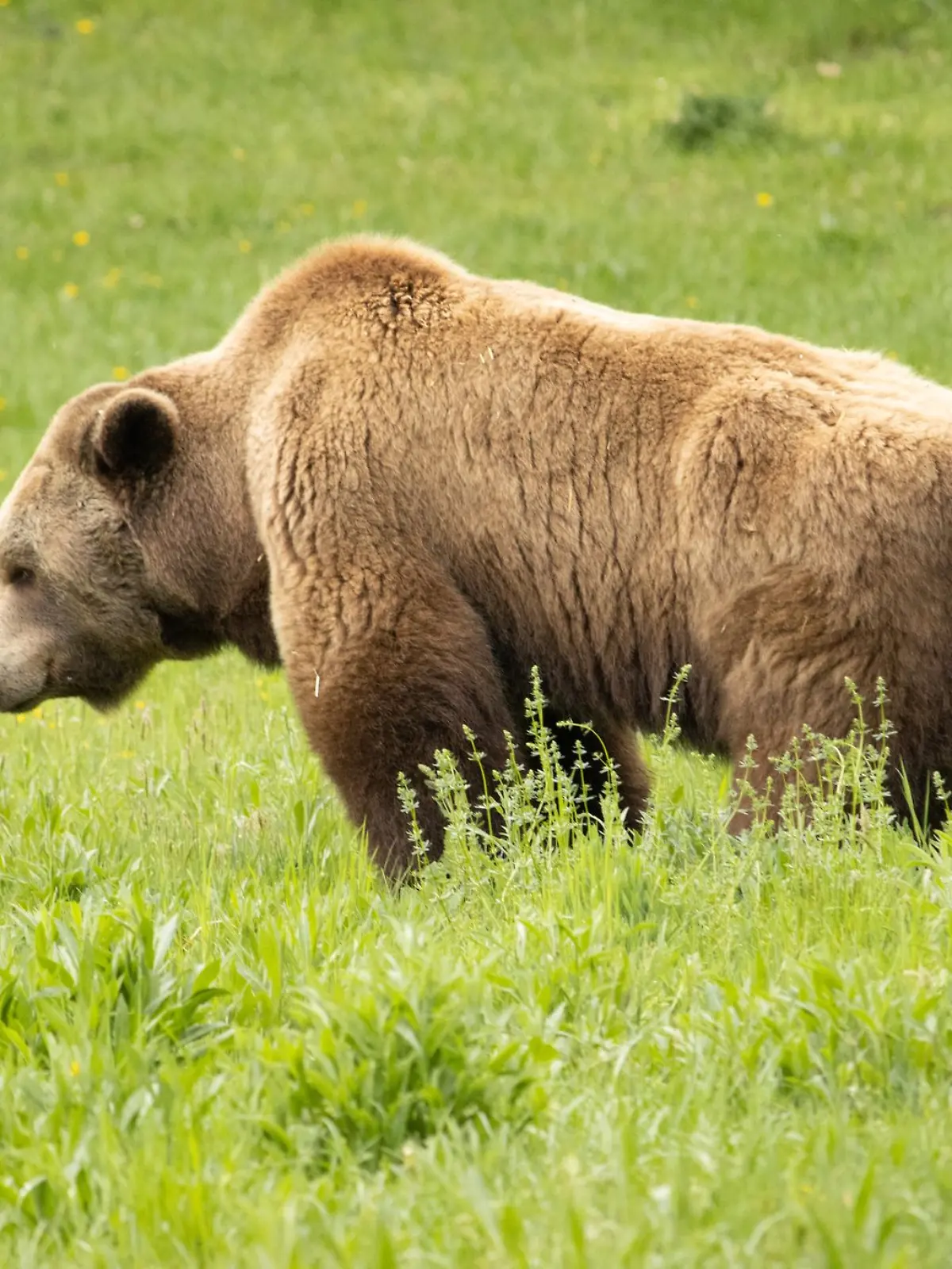 Bild zu: "Braunbär fällt Mann bei Spaziergang an und tötet ihn"