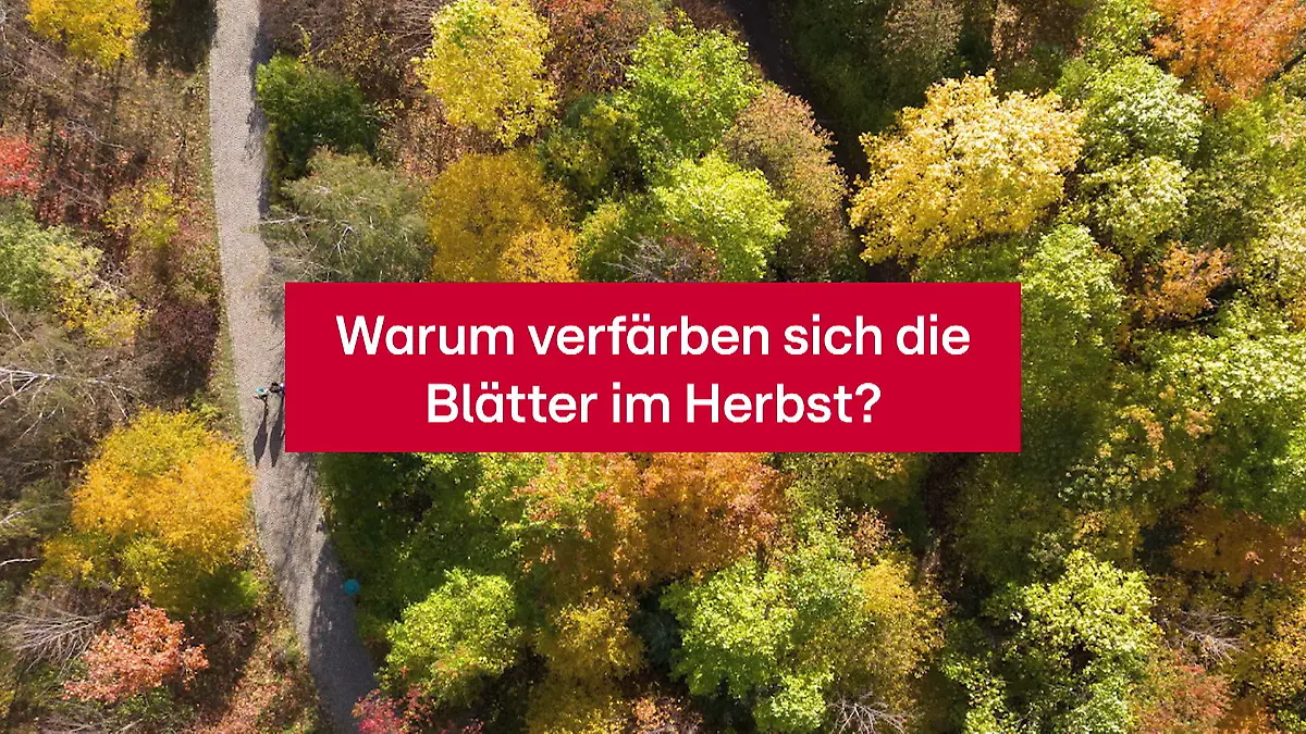 Warum Werden Die Blätter Im Herbst Bunt www.rtl.de