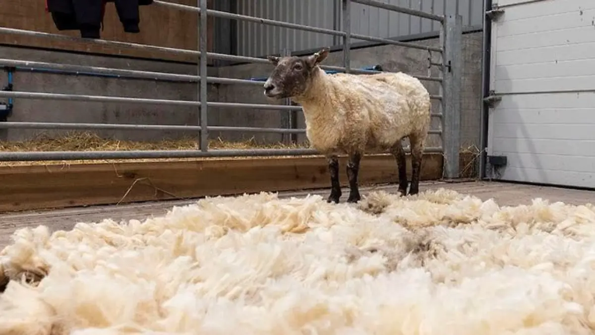 Ein geschorenes Schaf.