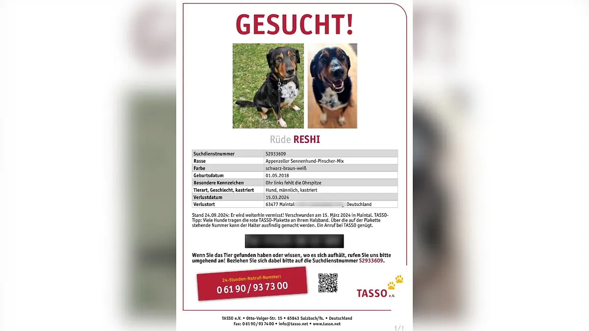Wo ist Reshi? Natali hofft für den traumatisierten Hund auf ein Happy End!
