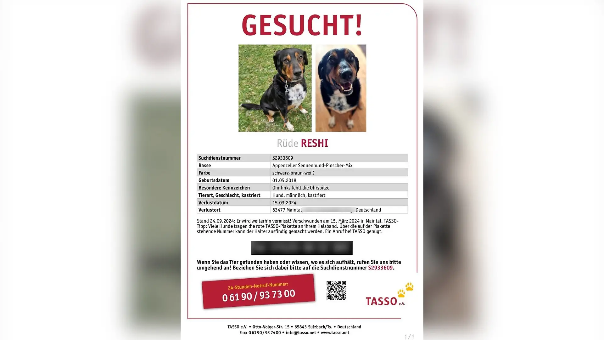 Wo ist Reshi? Natali hofft für den traumatisierten Hund auf ein Happy End!