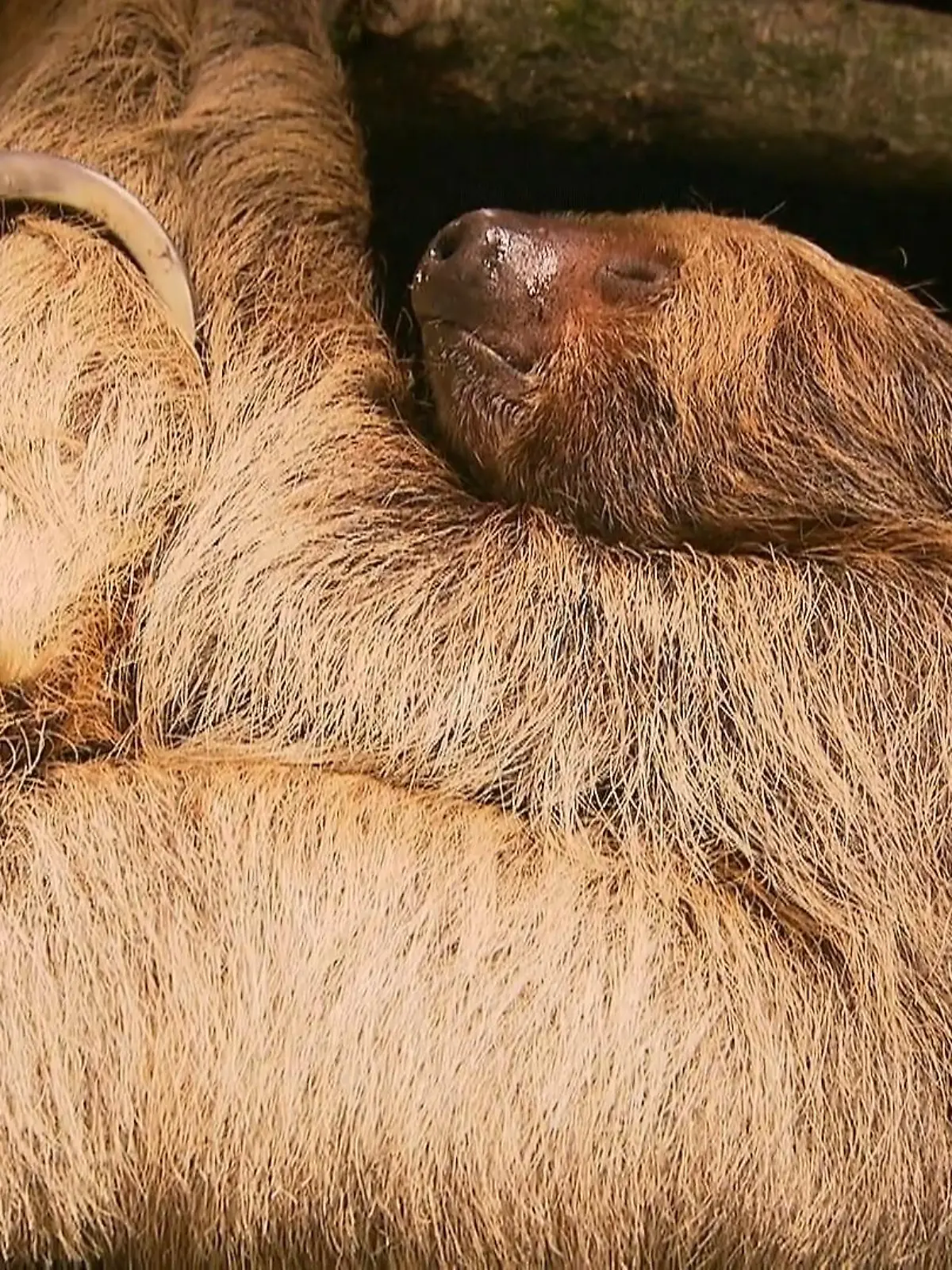 Bild zu: "Zuzug im Tiergarten"