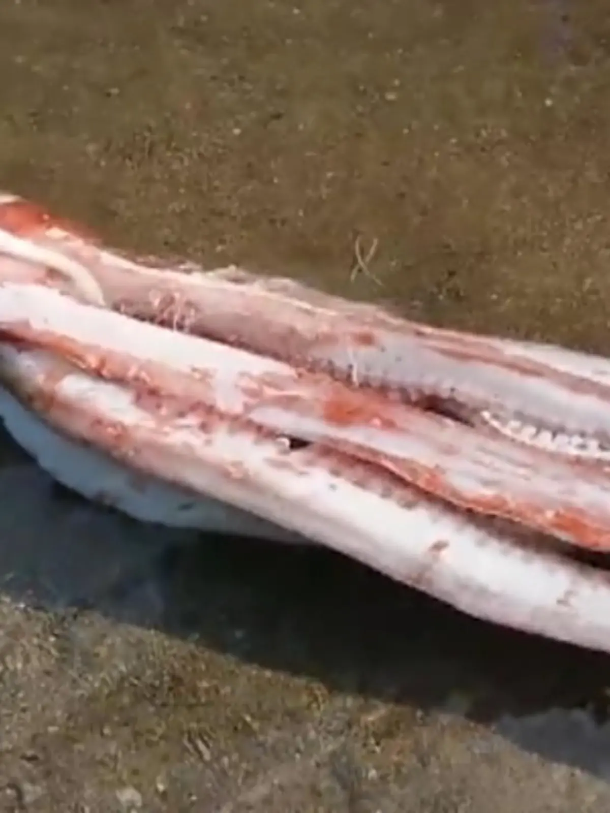 Vorsichtig misst ein Forscher, wie groß dieses Tiefsee-Ungeheuer ist. Unfassbare drei Meter lang! In Japan wurde ein Riesenkalmar an den Strand angespült. Die beeindruckenden Aufnahmen zeigen wir im Video.