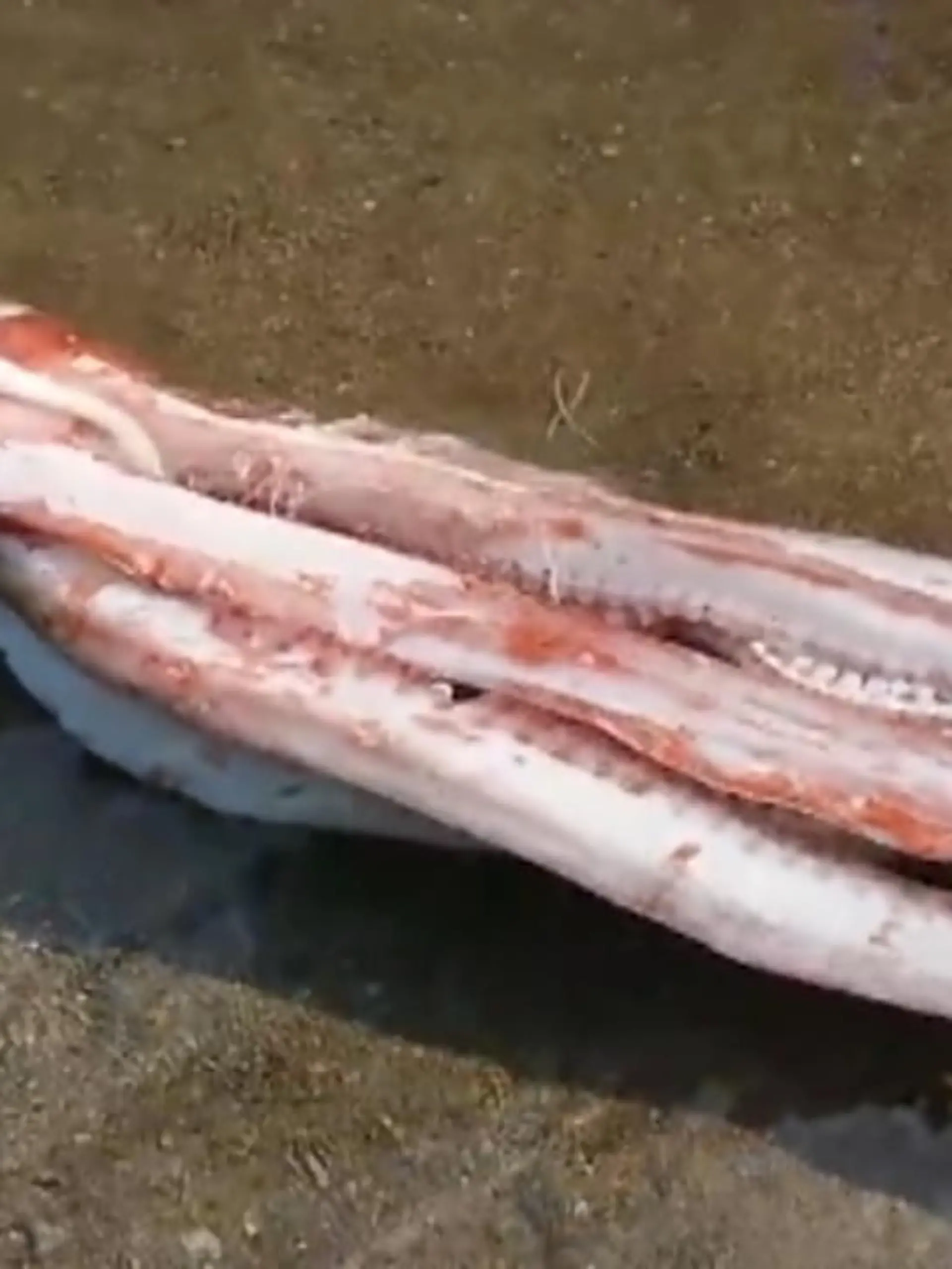 Vorsichtig misst ein Forscher, wie groß dieses Tiefsee-Ungeheuer ist. Unfassbare drei Meter lang! In Japan wurde ein Riesenkalmar an den Strand angespült. Die beeindruckenden Aufnahmen zeigen wir im Video.