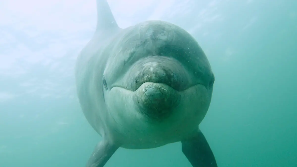 Normalerweise leben Delfine in Familien oder großen Gruppen. Einzeltiere wie dieser Große Tümmler (Tursiops truncatus) nennt man Solitärdelfine.