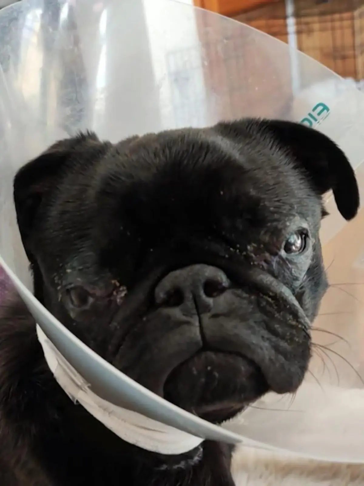 Mopsdame Wilma (früher: Edda) ist kein gesunder Hund. Deshalb zieht Frauchen Michaela Jordan vor Gericht. 