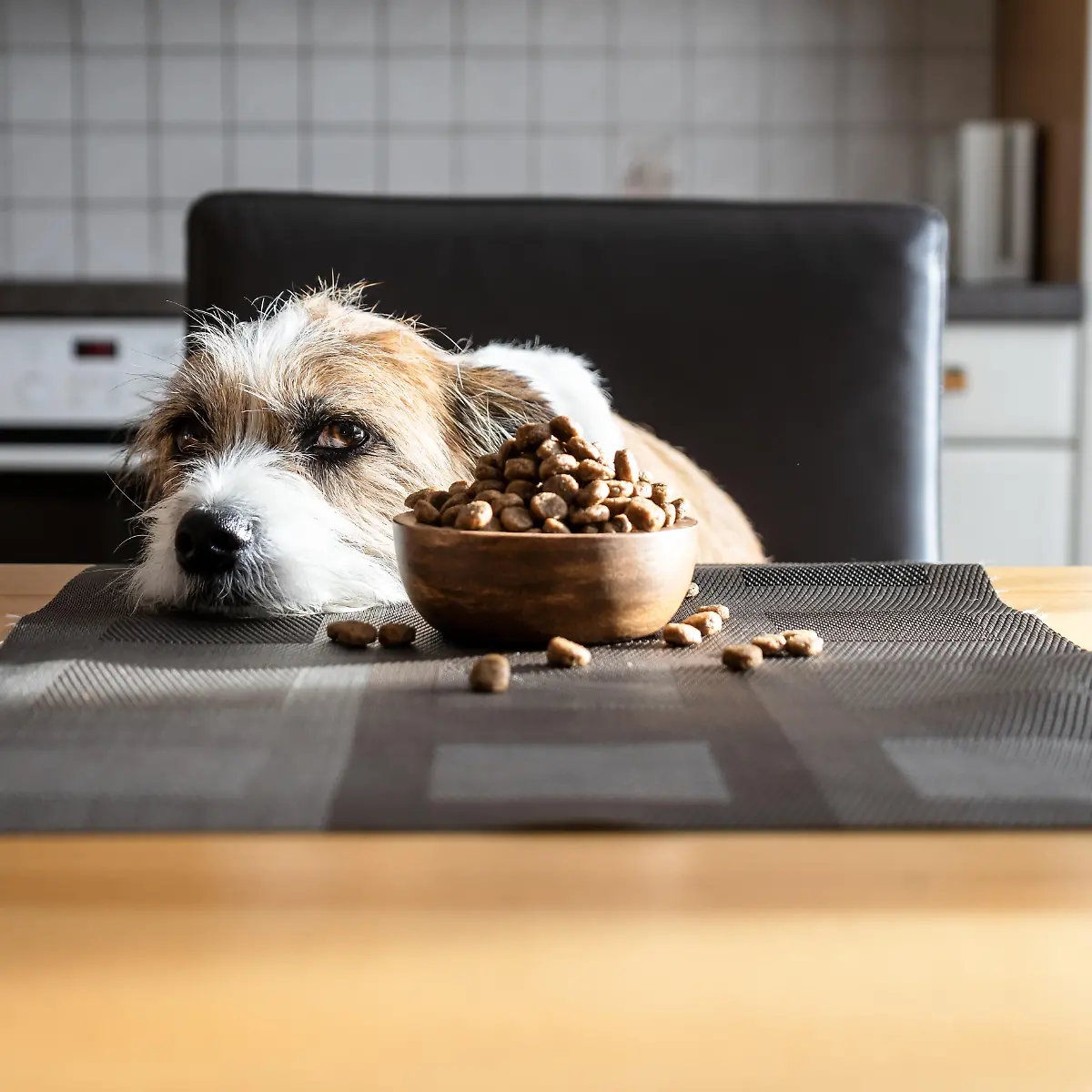 ko-Test: Drei Hundefutter fallen mit Note Sechs durch  das ist der Grund!