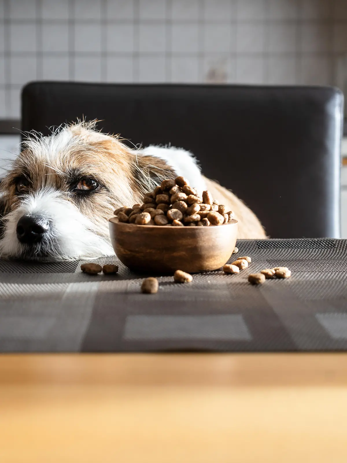 Hund mit traurigem Blick sitzt am Essstisch, vor ihm ein Napf voller Hundefutter