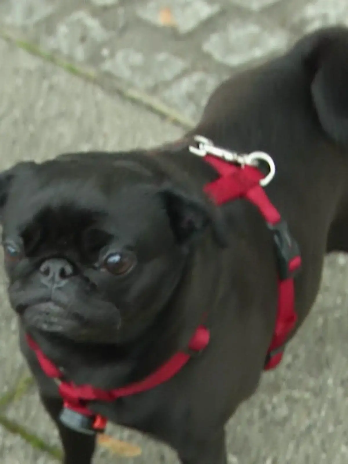 Bild zu: "Rechtsstreit um Mops-Dame Edda "