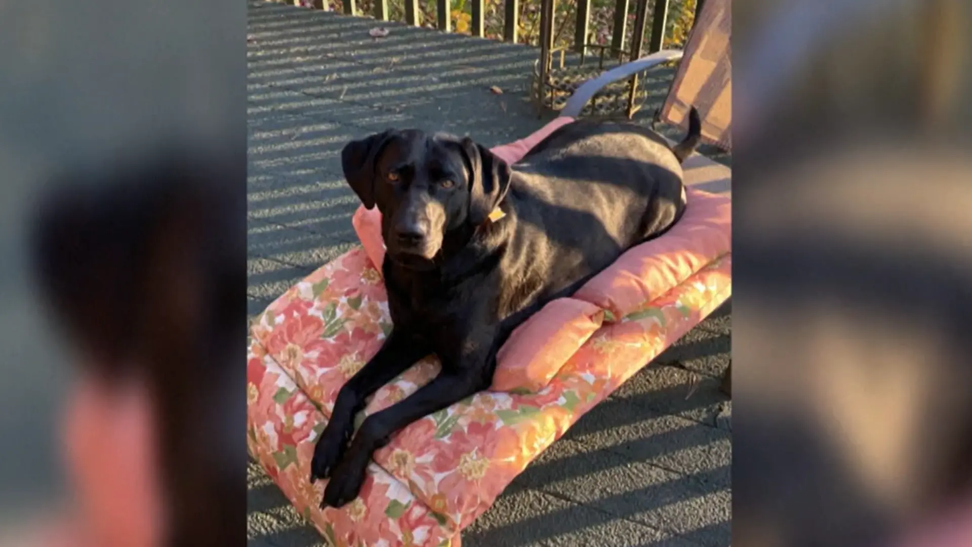 Ein schwarzer Hund.