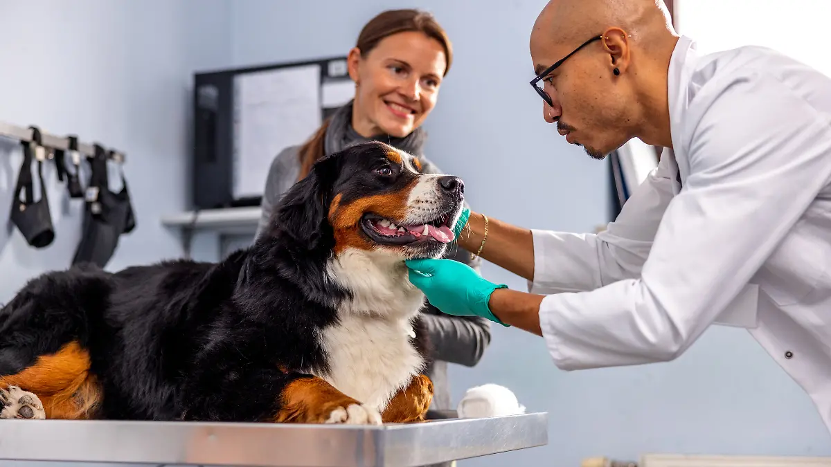 Ein Berner Sennenhund beim Tierarzt.