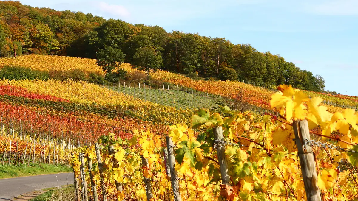 News Bilder des Tages Bad Neuenahr Themenfoto: Deutschland, Herbst, Weinberge, Bad Neueahr-Ahrweiler, 26.10.2022 Goldene Herbstimpressionen aus den bunten Weinbergen rund um Bad Neuenahr-Ahrweiler, Themenfoto: Deutschland, Herbst, Weinberge, Bad Neueahr-Ahrweiler, - *** Bad Neuenahr theme photo Germany, autumn, vineyards, Bad Neueahr Ahrweiler, 26 10 2022 Golden autumn impressions from the colorful vineyards around Bad Neuenahr Ahrweiler, theme photo Germany, autumn, vineyards, Bad Neueahr Ahrweiler, Copyright: xAugstx/xEibner-Pressefotox EP_jat