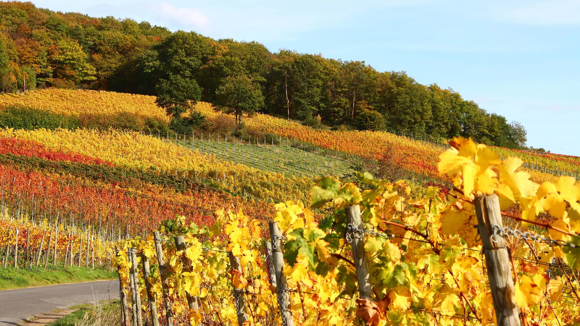 News Bilder des Tages Bad Neuenahr Themenfoto: Deutschland, Herbst, Weinberge, Bad Neueahr-Ahrweiler, 26.10.2022 Goldene Herbstimpressionen aus den bunten Weinbergen rund um Bad Neuenahr-Ahrweiler, Themenfoto: Deutschland, Herbst, Weinberge, Bad Neueahr-Ahrweiler, - *** Bad Neuenahr theme photo Germany, autumn, vineyards, Bad Neueahr Ahrweiler, 26 10 2022 Golden autumn impressions from the colorful vineyards around Bad Neuenahr Ahrweiler, theme photo Germany, autumn, vineyards, Bad Neueahr Ahrweiler, Copyright: xAugstx/xEibner-Pressefotox EP_jat