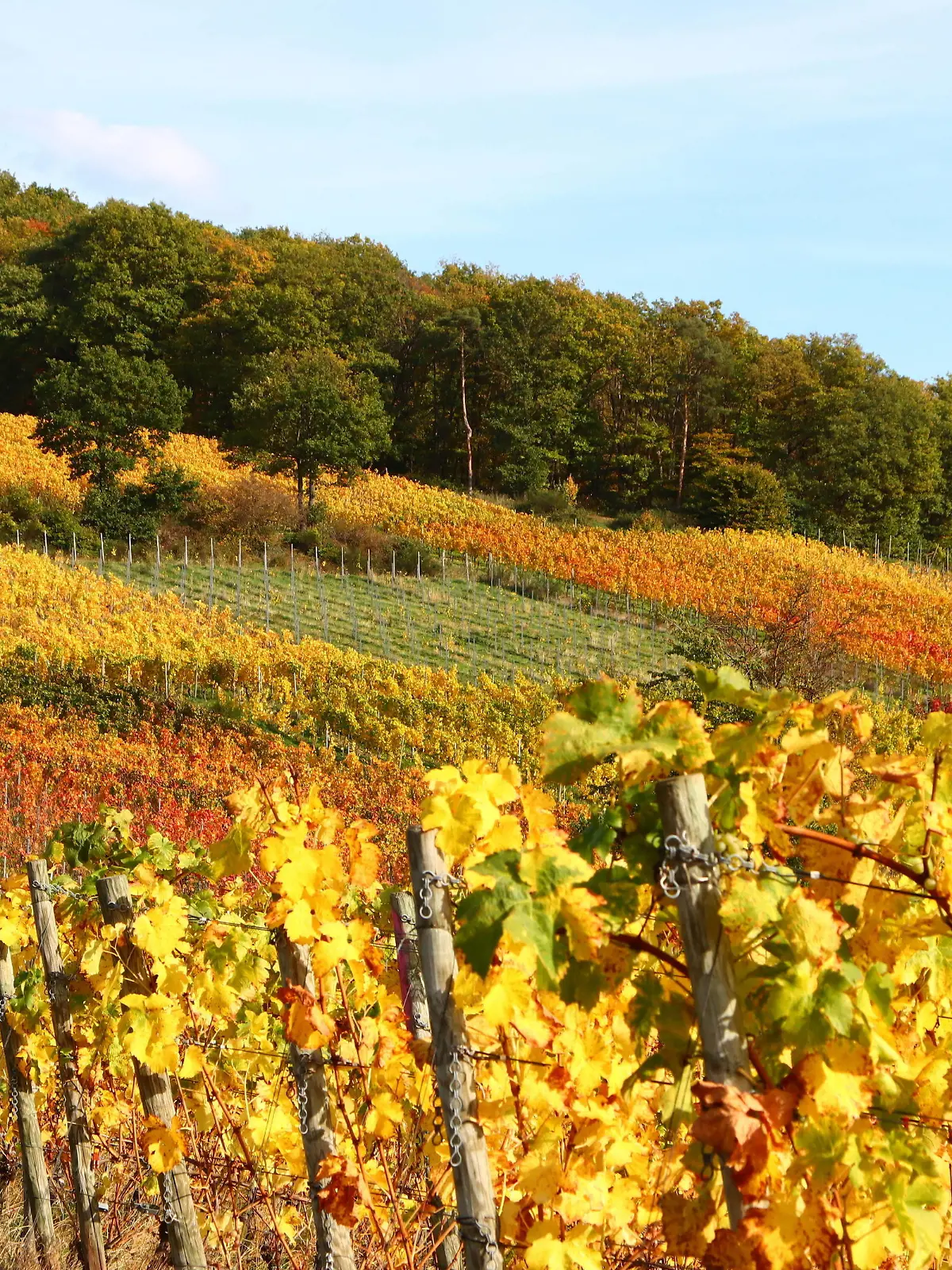 News Bilder des Tages Bad Neuenahr Themenfoto: Deutschland, Herbst, Weinberge, Bad Neueahr-Ahrweiler, 26.10.2022 Goldene Herbstimpressionen aus den bunten Weinbergen rund um Bad Neuenahr-Ahrweiler, Themenfoto: Deutschland, Herbst, Weinberge, Bad Neueahr-Ahrweiler, - *** Bad Neuenahr theme photo Germany, autumn, vineyards, Bad Neueahr Ahrweiler, 26 10 2022 Golden autumn impressions from the colorful vineyards around Bad Neuenahr Ahrweiler, theme photo Germany, autumn, vineyards, Bad Neueahr Ahrweiler, Copyright: xAugstx/xEibner-Pressefotox EP_jat