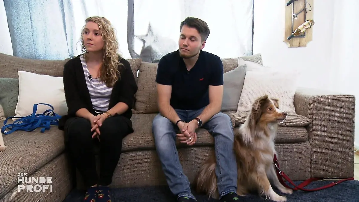 Mini-Aussie "Milow" isoliert seine Besitzer Martin Rütter will helfen