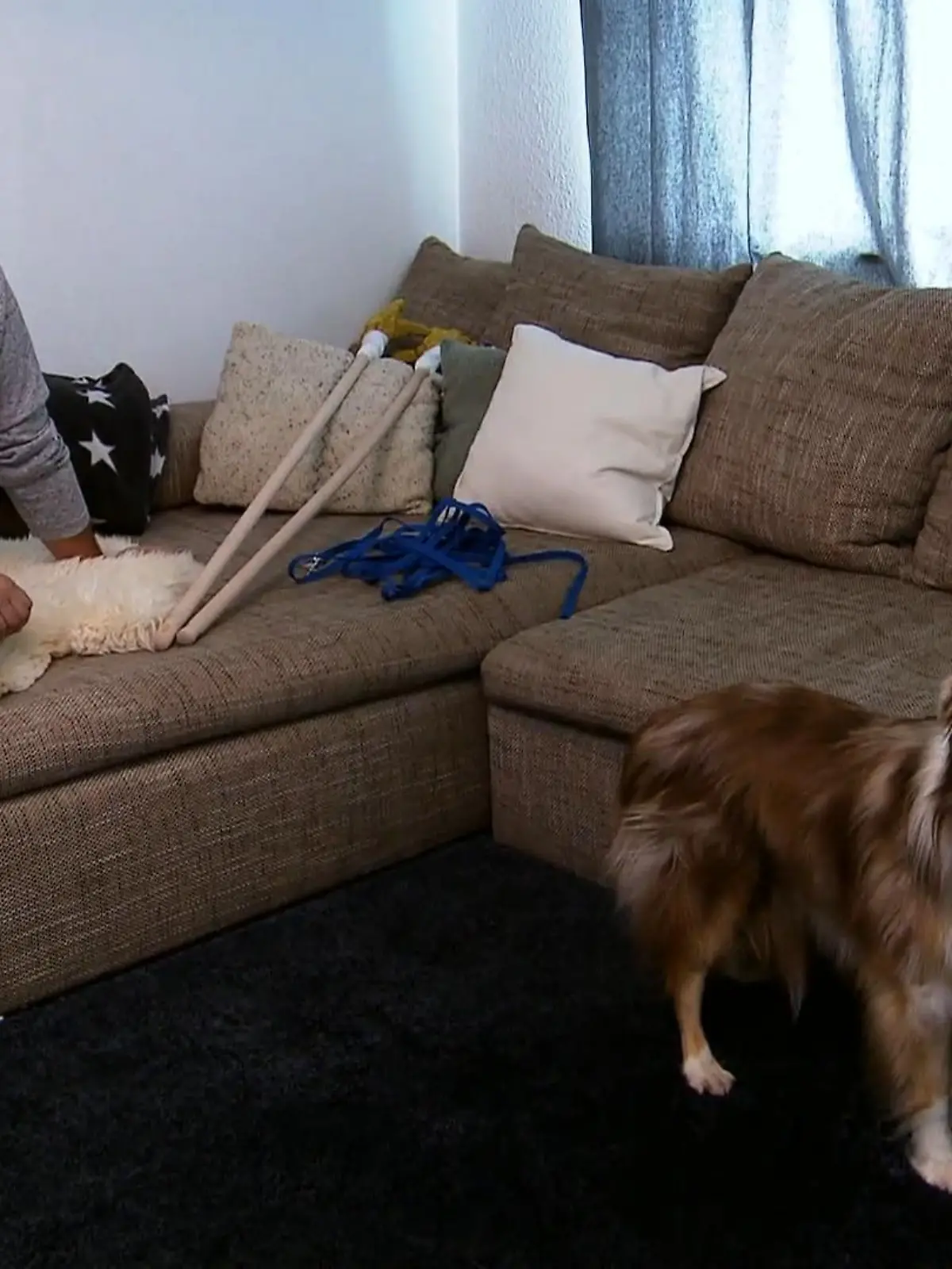 Bild zu: "Martin Rütter vor einer Herausforderung"