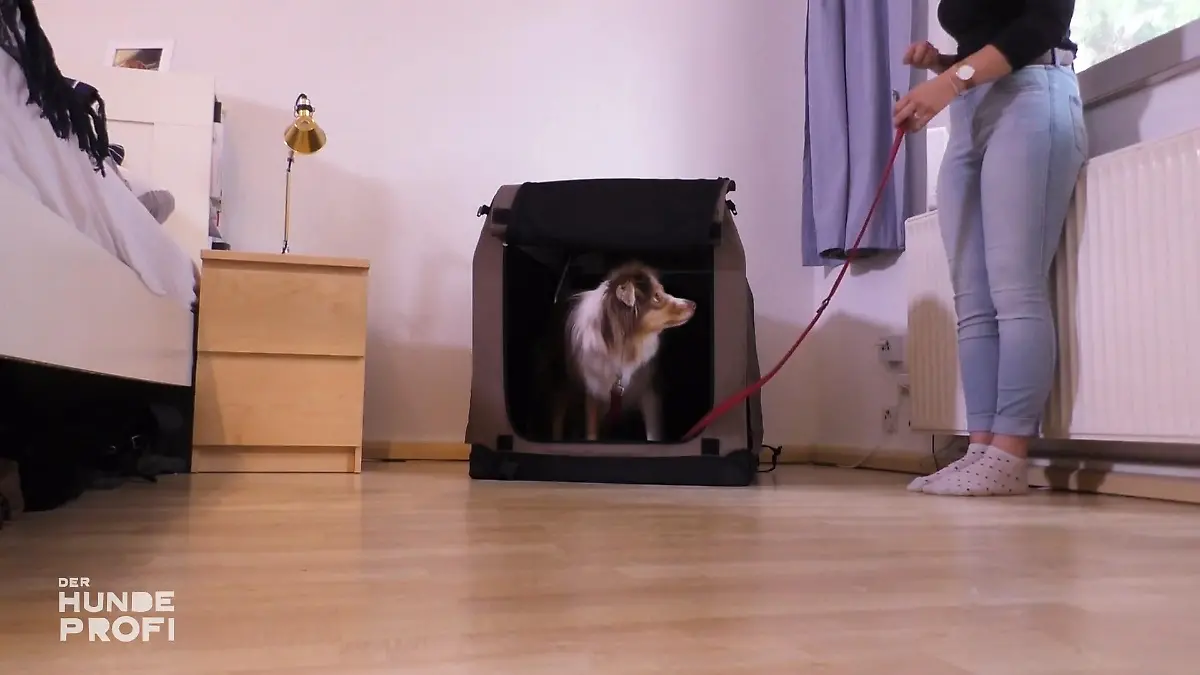 Kann Martin Rütter die Wende schaffen? Plan B für "Milow"