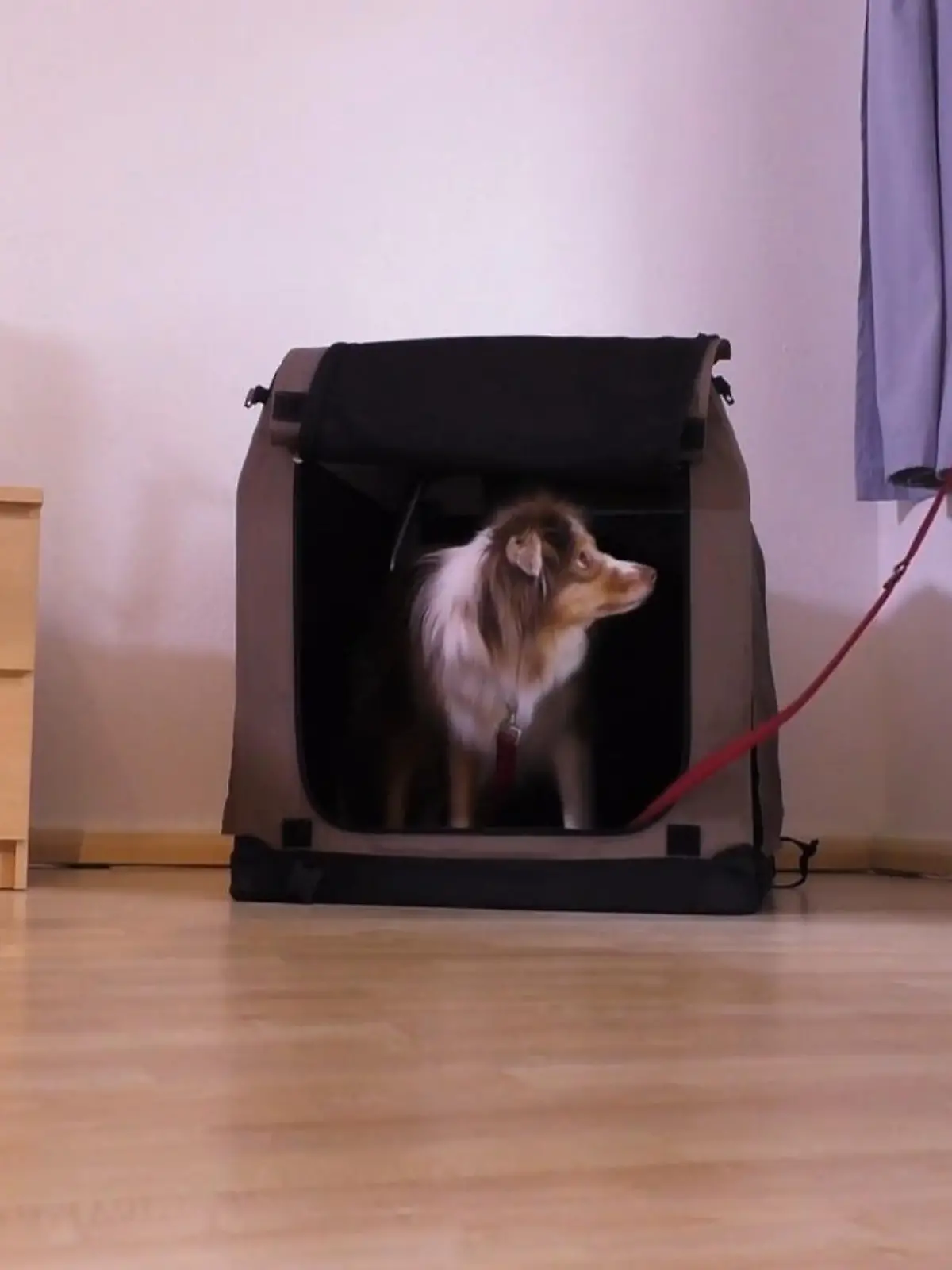 Bild zu: "Kann Martin Rütter die Wende schaffen?"