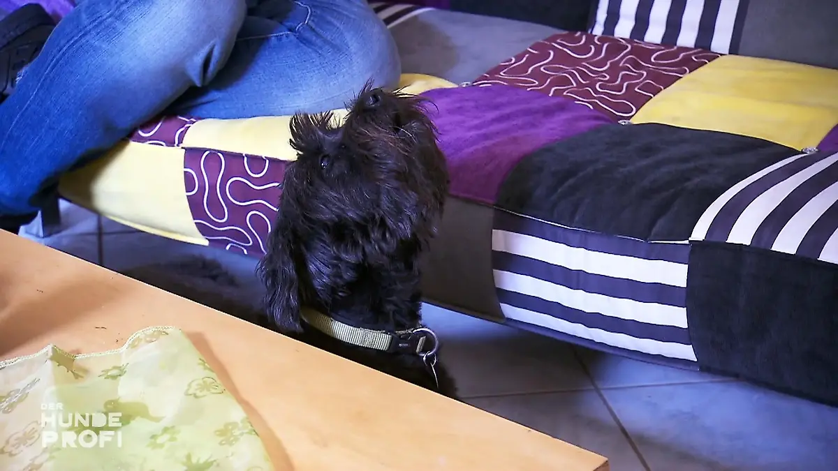 "Lola" macht Nachbarn mit ihrem Gesang verrückt Wenn das Telefon klingelt