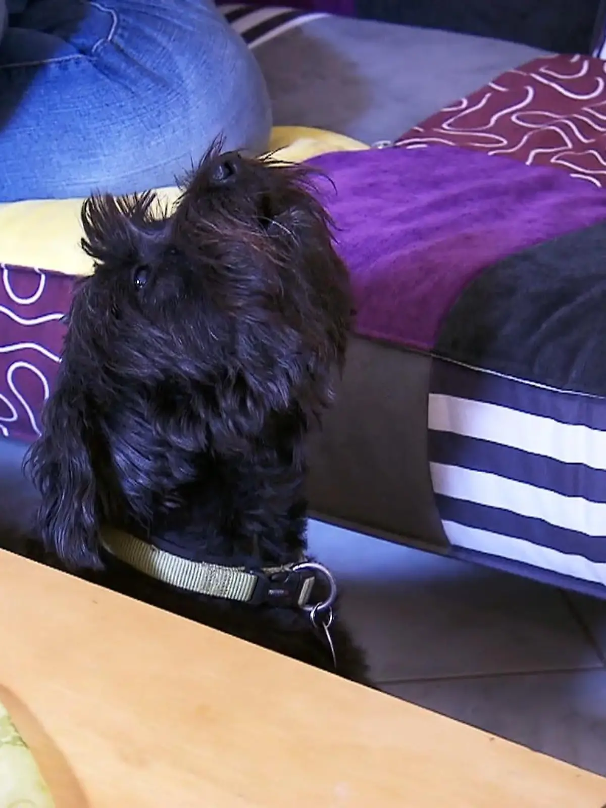 Bild zu: ""Lola" macht Nachbarn mit ihrem Gesang verrückt"