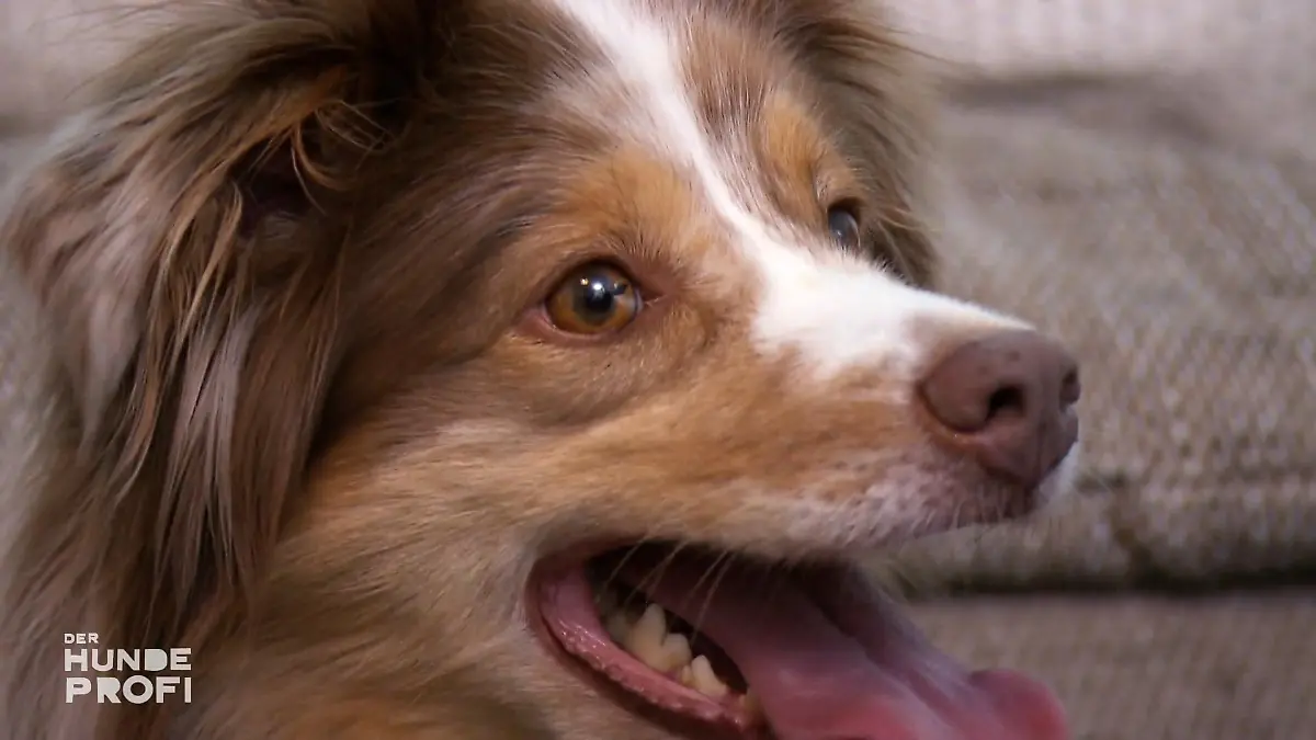 Kann Martin Rütter die Aggression überwinden? Er mag keinen Besuch