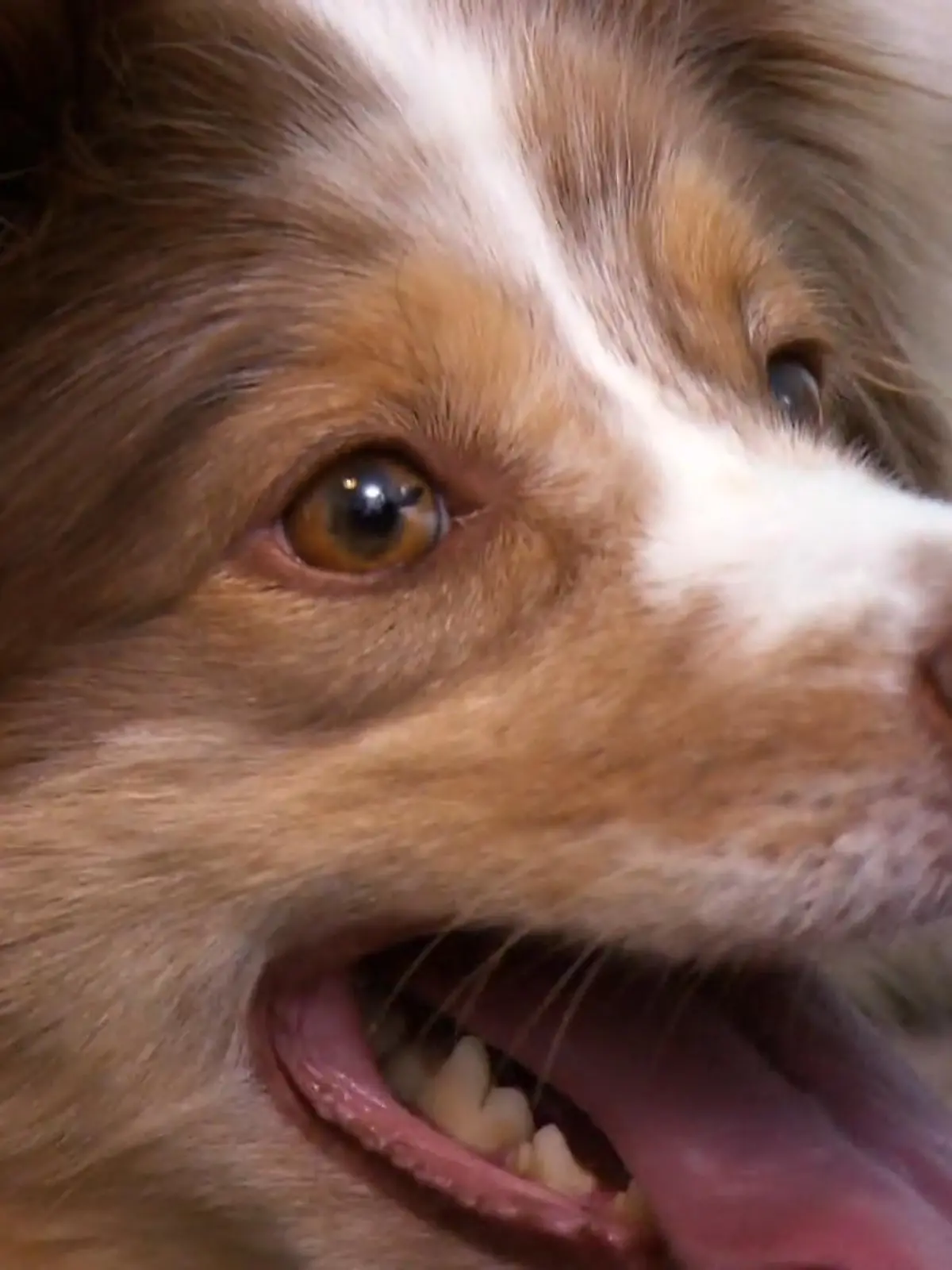 Bild zu: "Kann Martin Rütter die Aggression überwinden?"