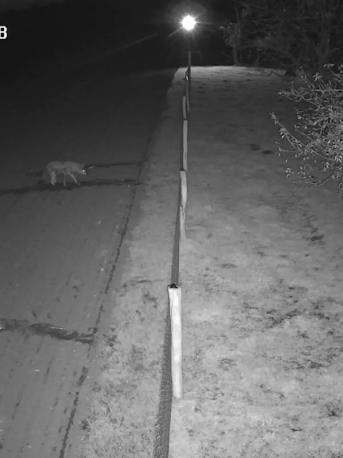 Bild zu: "Wohl Wolf in Schermbeck"