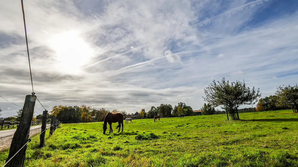 Ein Pferd steht auf einer Weide eines Pferdehofs in Düsseldorf, die Sonne scheint hinter Wolken am Himmel.