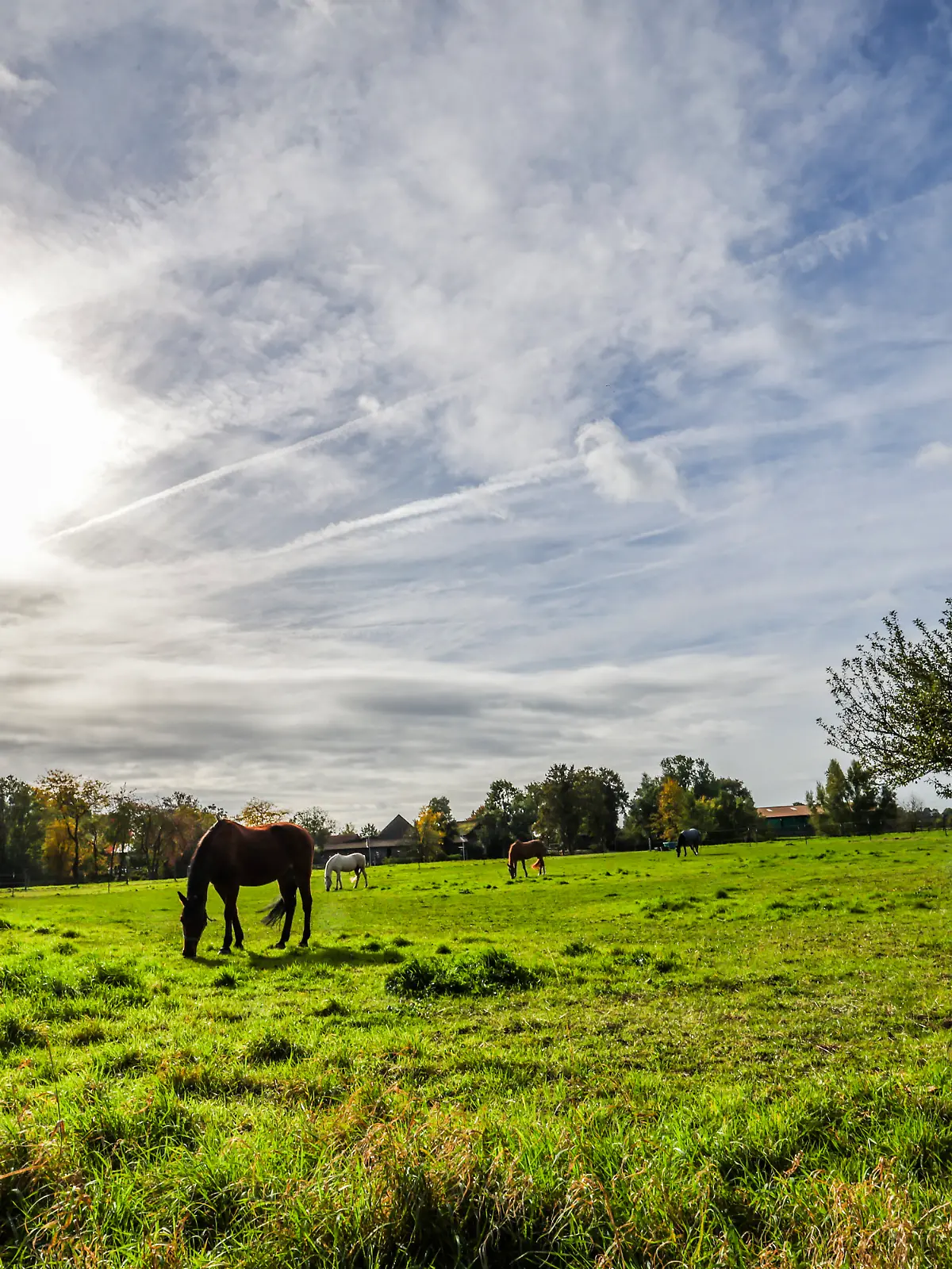 Ein Pferd steht auf einer Weide eines Pferdehofs in Düsseldorf, die Sonne scheint hinter Wolken am Himmel. 