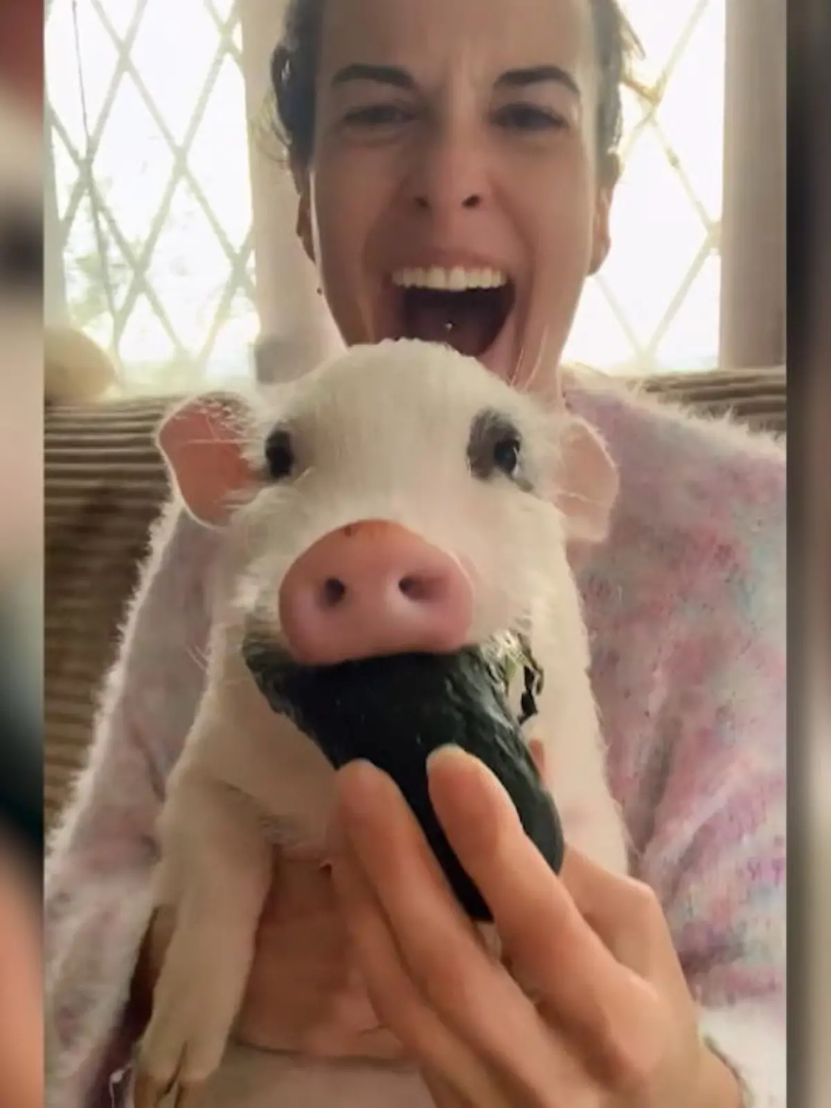 Kaffee, Schokolade, Tomaten – jeder von uns hat irgendein Getränk oder Gericht, von dem er partout nicht genug bekommt. Schweinchen Roxie kennt das auch. Sie gibt alles – wirklich ALLES – um auch nur einen Bissen von ihrem absoluten Lieblings-Snack zu bekommen: einer Gurke. Klingt simpel und unspektakulär? Nicht für Roxie. Die freut sich über ein gutes Stück Gurke, wie andere über einen Bissen Schwarzwälder Kirschtorte. Lassen Sie sich im Video von Roxies Freude anstecken. Ihre nächste Gurke wird mit Sicherheit nie wieder wie zuvor schmecken.