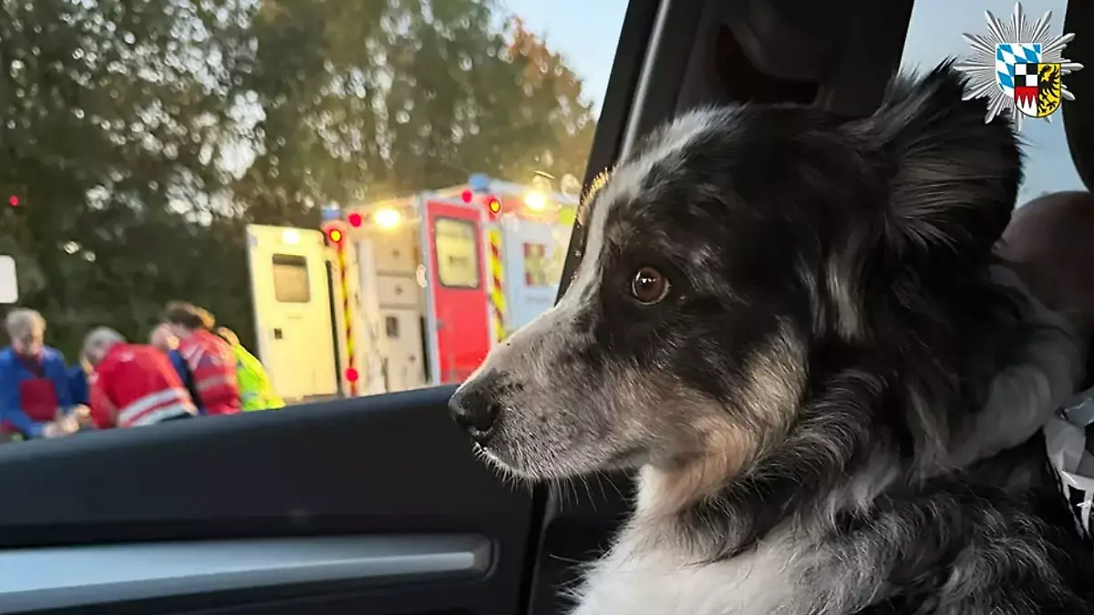 Ein Hund im Auto.