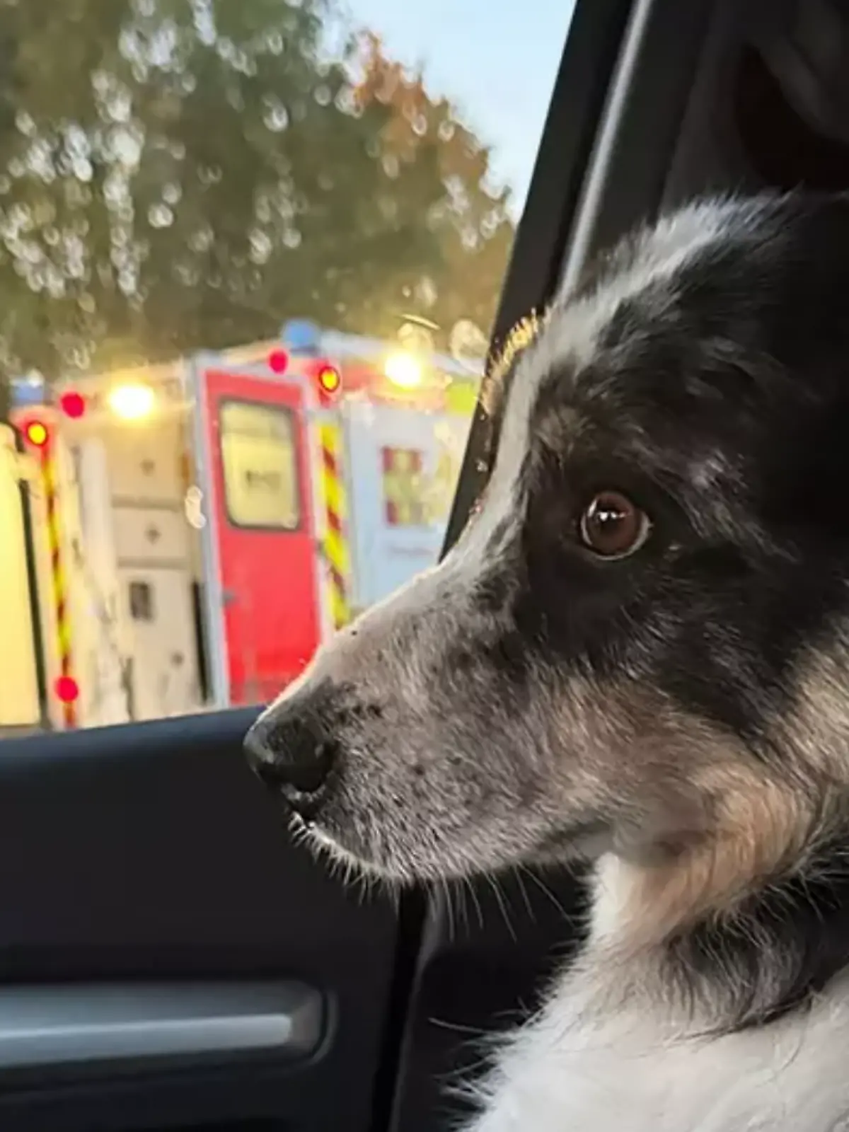 Ein Hund im Auto.
