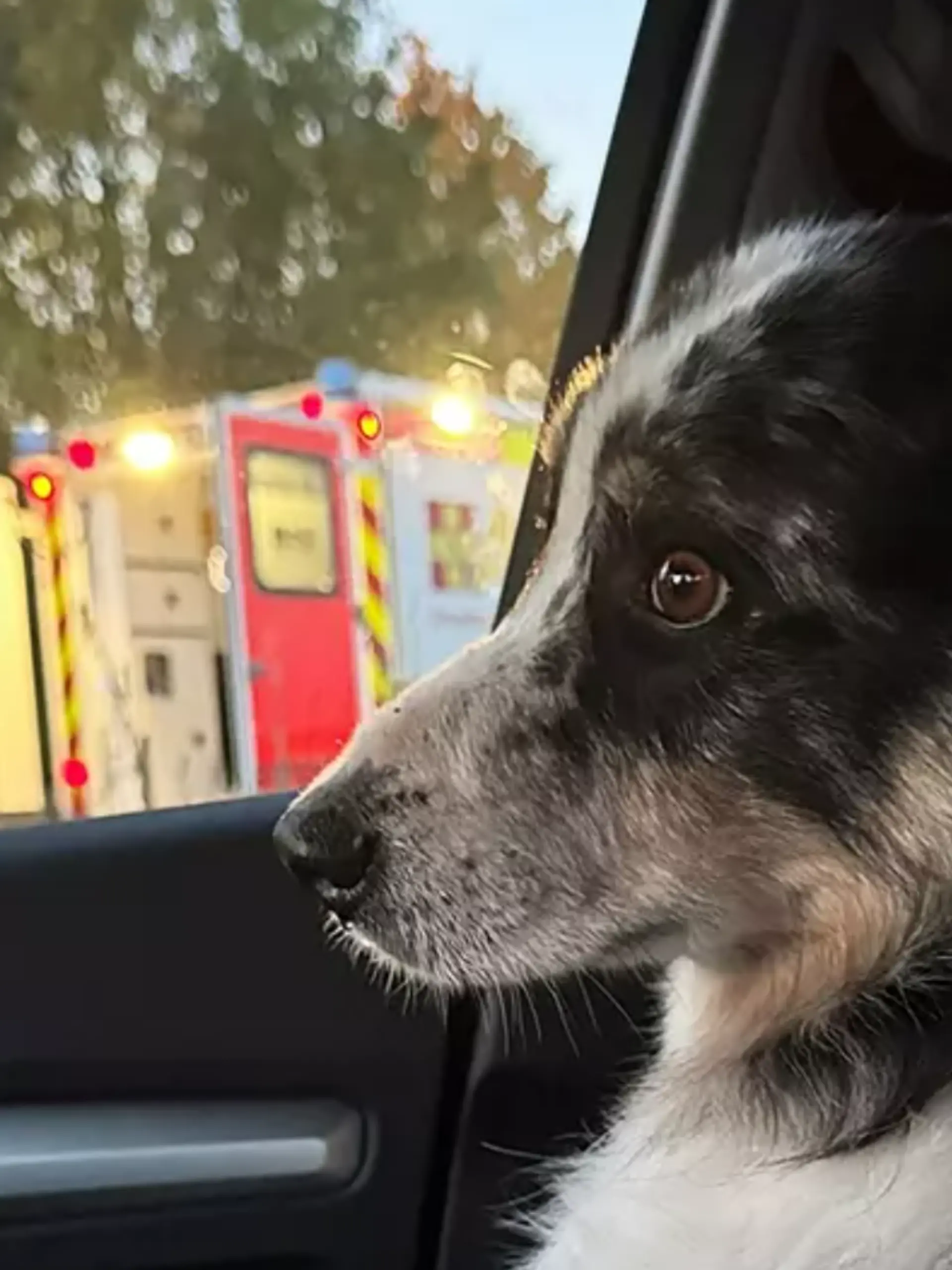 Ein Hund im Auto.